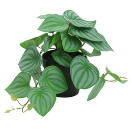 Peperomia vallend in pot H17cm Peperomia vallend in pot H17cm